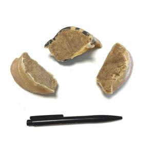 Hoefjes gevuld met Paté