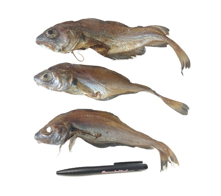 Steenwijting